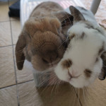 Stel ons uw konijnenvraag.