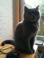 Stel ons uw (ras)kattenvraag.