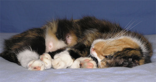 Uw dier is bij ons van harte welkom.