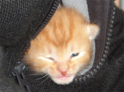 De webmaster aan het werk onder toezicht.