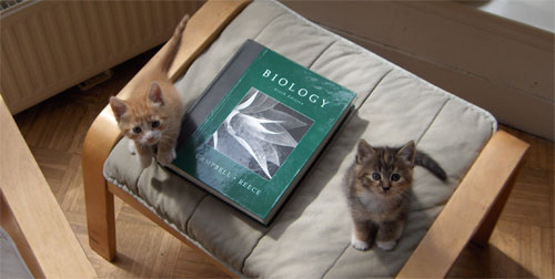 Par en Thera vragen zich af wie hun wilde voorouder is.